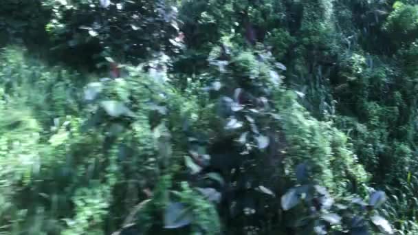 Ella, Sri Lanka, las w trakcie przemieszczania się — Wideo stockowe