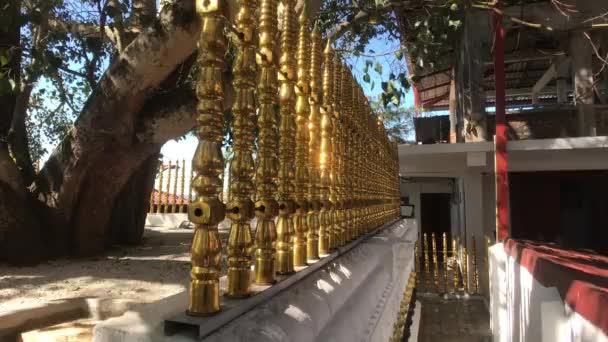 Kandy, Sri Lanka, parte di un albero sacro — Video Stock