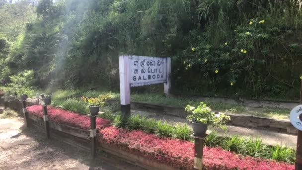 Ella, Sri Lanka, cama de flores — Vídeo de stock