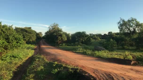 Yala, Sri Lanka, Piaszczysta Droga w Parku — Wideo stockowe