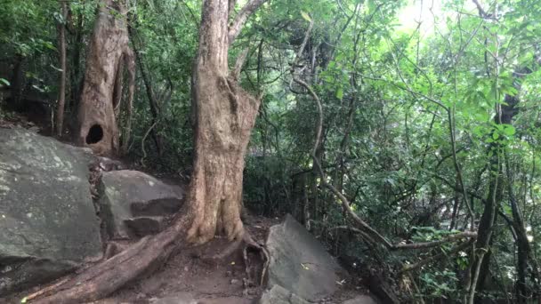 Sigiriya, Sri Lanka, tropische bomen in het bos — Stockvideo