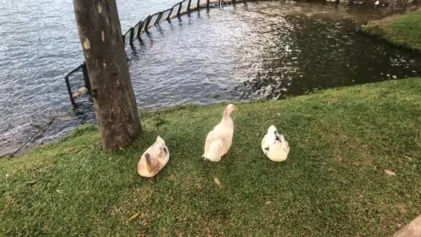 스리랑카의 캔디, 호수 근처에 있는 오리들의 모습 — 비디오