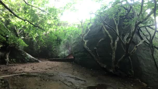 Sigiriya, Sri Lanka, sun through tropical bushes — 비디오