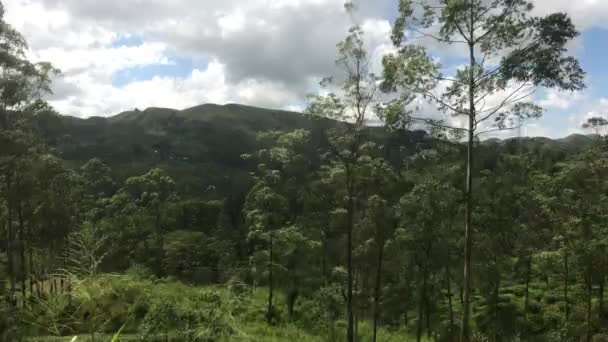 Ella, Sri Lanka, los árboles parecen altos — Vídeos de Stock