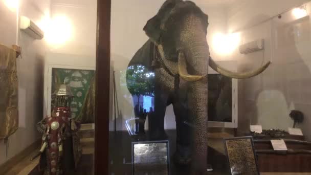 Kandy, Sri Lanka, November 20, 2019, Sri Dalada Maligawa elephant statue in museum — Stockvideo