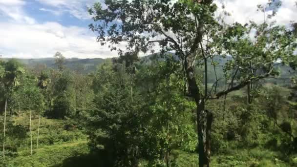 Ella, Sri Lanka, tree tops while driving — Stok video