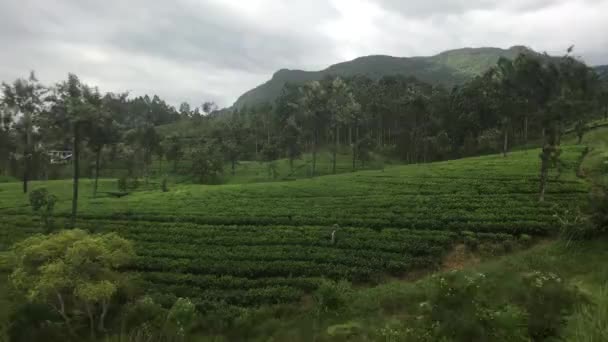 Ella, Sri Lanka, long rows of tea bushes — Stockvideo