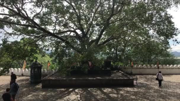 Dambulla, Sri Lanka, 25 de noviembre de 2019, turistas cerca de un árbol sagrado — Vídeo de stock