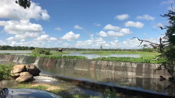 Yala, Sri Lanka, lago nuboso y elefantes — Vídeo de stock