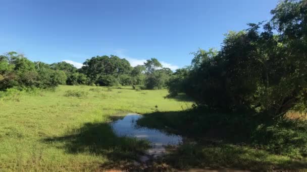 Yala, Sri Lanka, bush field and bird — Stok video