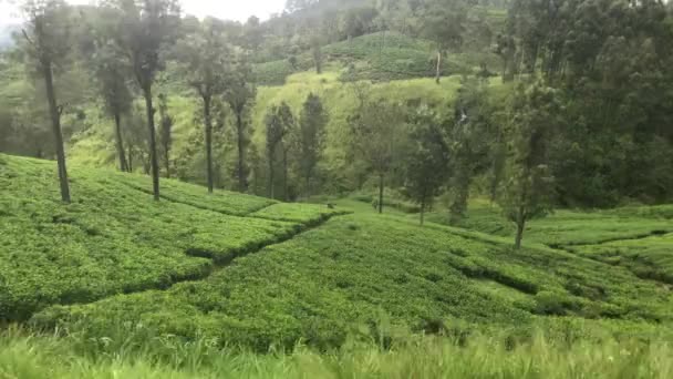 Ella, Sri Lanka, arbres poussant sur les plantations de thé 