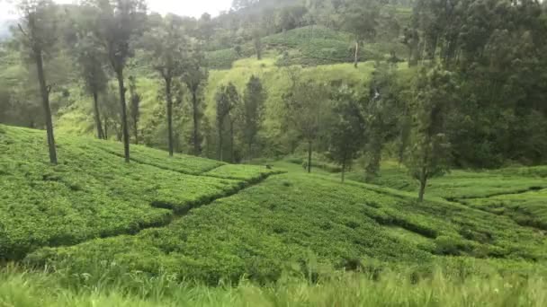 Ella, Sri Lanka, árvores que crescem em plantações de chá — Vídeo de Stock