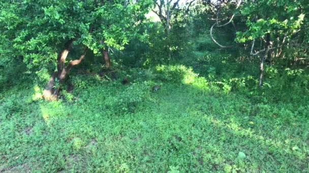 Yala, Sri Lanka, arbustos verdes y hierba — Vídeos de Stock