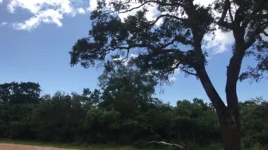 Yala, Sri Lanka, monkeys jump on tree part 2