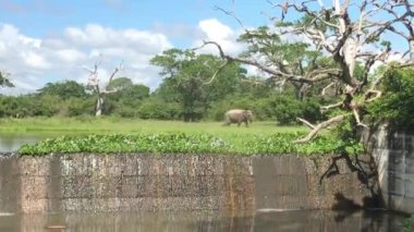 Yala, Sri Lanka, filler su birikintisinin 2. bölümüne geldi.