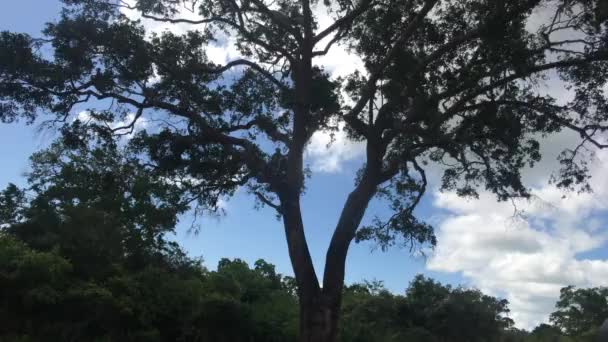 Yala, sri lanka, Affen springen auf Baum — Stockvideo