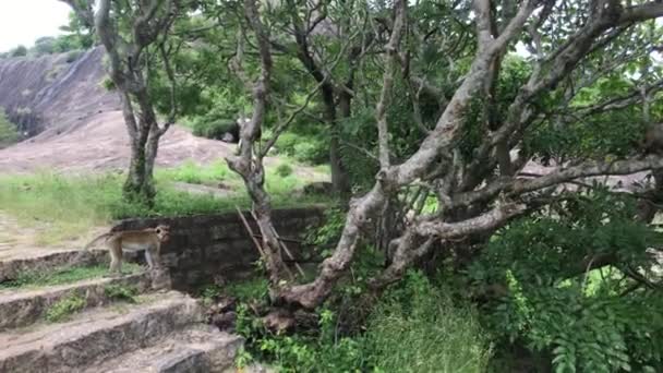 Dambulla, Sri Lanka, grot tempel grondgebied voor de ingang — Stockvideo