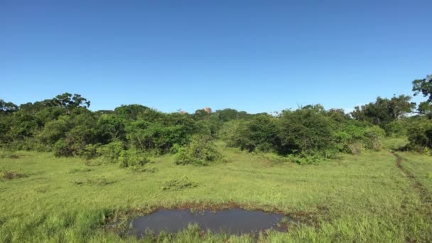 Yala, Sri Lanka, a small puddle in the middle of a clearing — Stockvideo