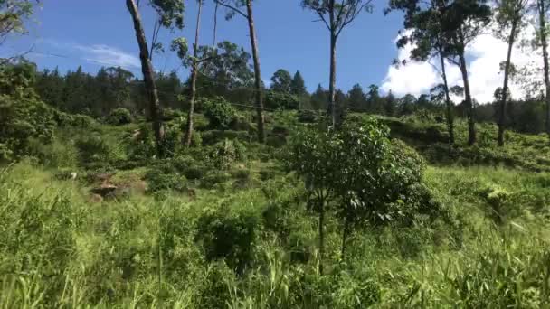 Ella, Sri Lanka, alberi durante la guida parte 2 — Video Stock