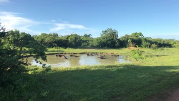 Yala, Sri Lanka, wild animals bathe in lake — Stock Video