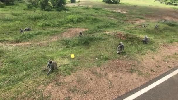 Yala, Sri Lanka, macacos sentam-se na relva — Vídeo de Stock