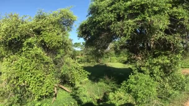 Yala, Sri Lanka, arbusto alto no fundo da floresta — Vídeo de Stock