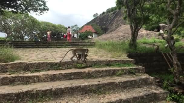 Dambulla, Sri Lanka, gua wilayah kuil dengan tangga di depan pintu masuk — Stok Video