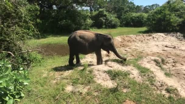 Yala, Sri Lanka, olifanten eten gras en struiken deel 2 — Stockvideo