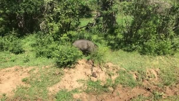 Yala, Sri Lanka, babi hutan berjalan di sepanjang semak-semak — Stok Video