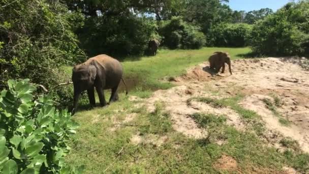 Yala, Sri Lanka, olifanten spelen in het zand deel 7 — Stockvideo