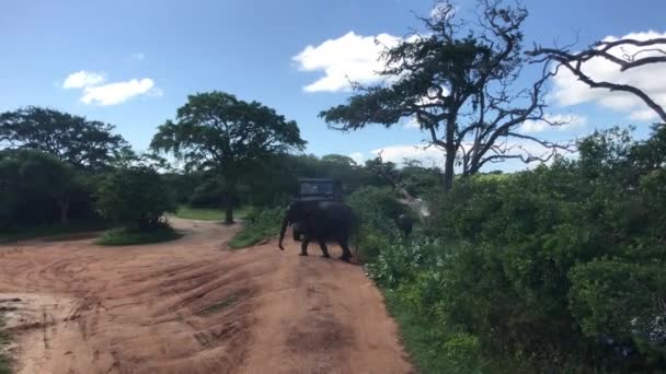 Yala, Sri Lanka, el elefante pasa delante del coche — Vídeos de Stock