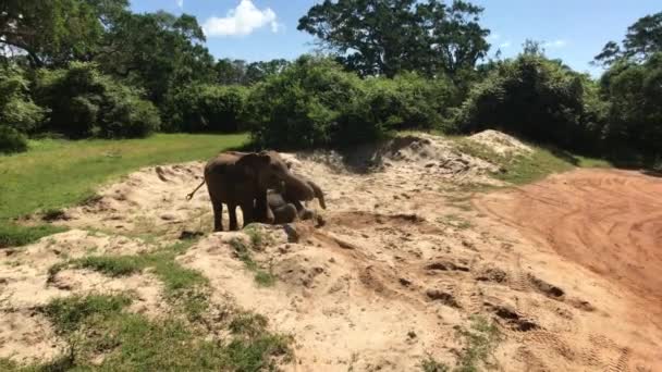 Yala, Sri Lanka, olifanten spelen in het zand deel 2 — Stockvideo