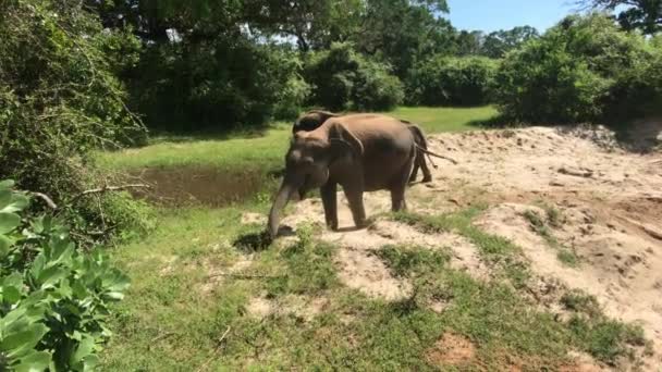 Yala, Sri Lanka, olifanten spelen in het zand deel 5 — Stockvideo