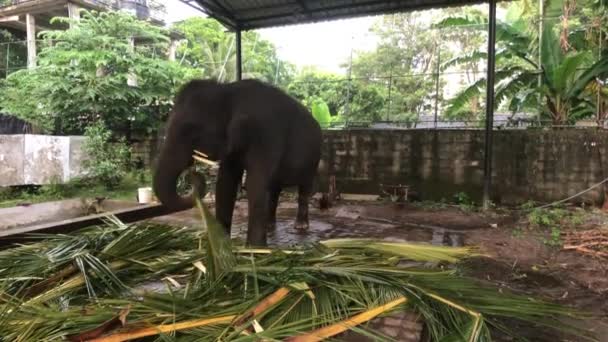 Colombo, Sri Lanka, yemekte fil. — Stok video