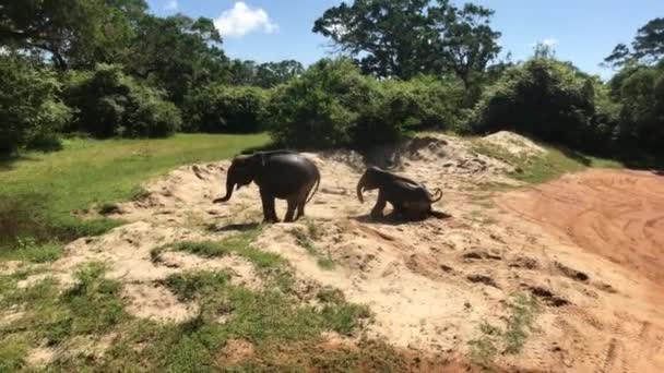 Yala, Sri Lanka, olifanten spelen in het zand — Stockvideo