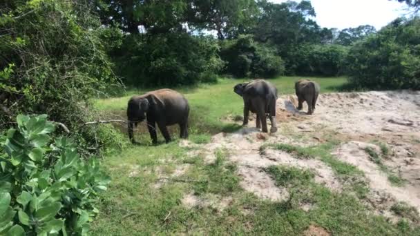Yala, Sri Lanka, les éléphants jouent dans le sable partie 6 
