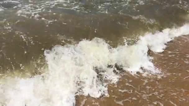 Negombo, Sri Lanka, kleine krab zwemt in het water — Stockvideo