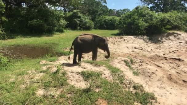 Yala, Sri Lanka, olifanten eten gras en struiken deel 4 — Stockvideo