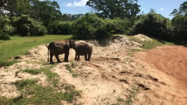 Яла, Шри-Ланка, слоны играют в песке часть 3 — стоковое видео