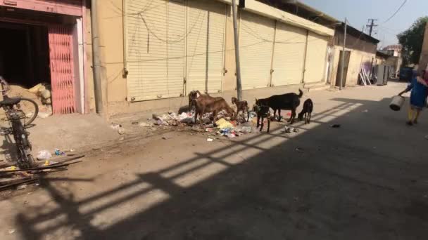 Jaipur, Indien - 03 november 2019: Turister tittar på när getter äter — Stockvideo