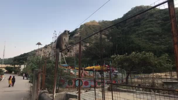 Jaipur, India, November 04, 2019 Galta Ji, tourists walk past a monkey sitting on a fence — 图库视频影像