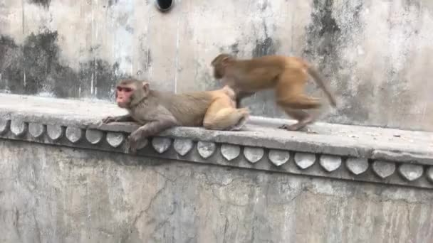 Jaipur, India - Galta Ji, monkeys pose in front of a video camera — 图库视频影像