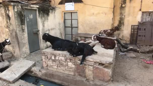 Jaipur, India - goats sit in the yard of a house — Stok video