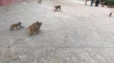 Jaipur, Hindistan, Kasım 04, 2019 Galta Ji, turistlerin ayakları altında koşan maymunlar bölüm 2