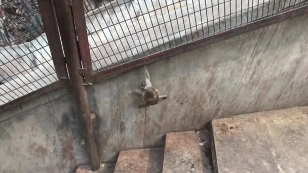 Jaipur, India, November 04, 2019 Galta Ji, мавпи бігають навколо комплексу 8 — стокове відео