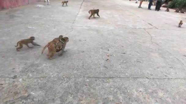 Jaipur, India, November 04, 2019 Galta Ji, πίθηκοι που τρέχουν κάτω από τα πόδια των τουριστών μέρος 2 — Αρχείο Βίντεο