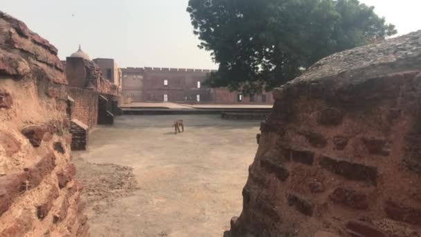 Агра, Індія - Агра Форт, мавпа ходить у форті. — стокове відео