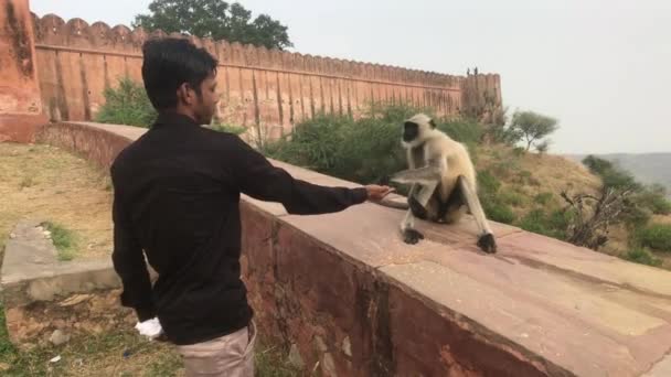 เจปุร์ ประเทศอินเดีย - 3 พฤศจิกายน ค.ศ. 2019: Jaigarh Fort Tourist feeds monkey — วีดีโอสต็อก