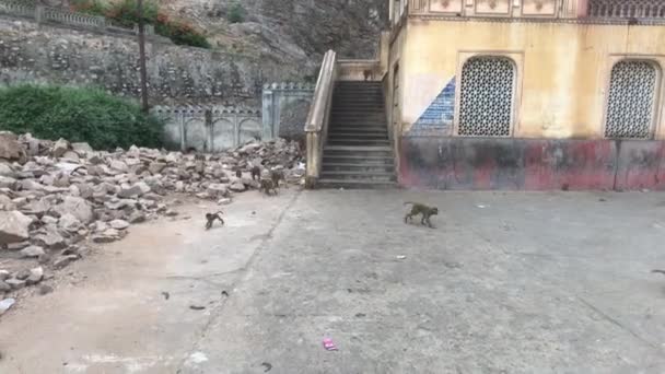 Jaipur, Inde, 04 novembre 2019 Galta Ji, les singes courent autour de la partie complexe 5 — Video