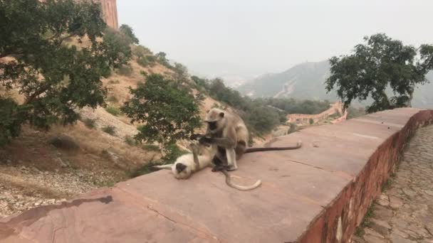 Jaipur, India - Scimmie giocano sulla recinzione di una vecchia fortezza — Video Stock